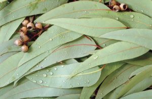 Eucalyptus Leaves