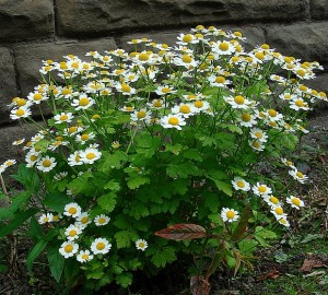 Feverfew Plant