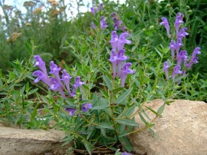 Skullcap Tea Plant