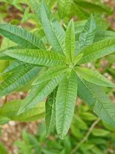 Lemon Verbena Leaves