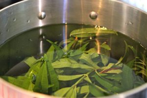 Lemon Verbena Tea Pictures