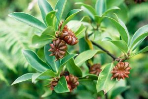 Star Anise Tree