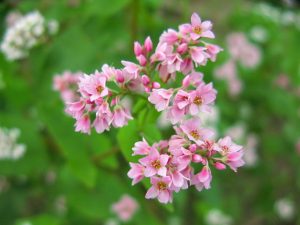 Buckwheat Flower