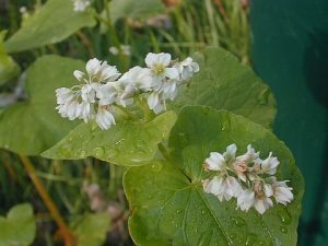 Buckwheat Leaf