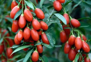 Goji Berries