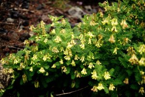 Astragalus Herb