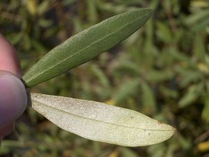 Olive Leaf