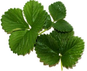 Strawberry Leaves