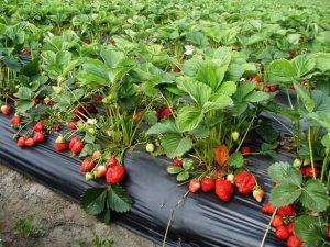 Strawberry Plant