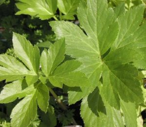 Ashitaba Leaf