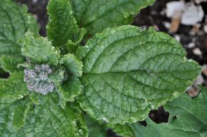 Borage Fresh Leaves