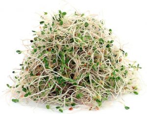 Alfalfa Sprouts