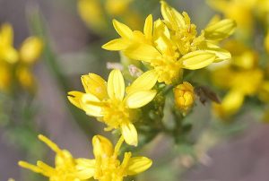 Goldenrod Flower