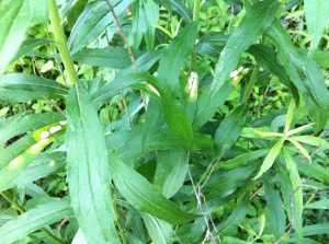 Goldenrod Leaves