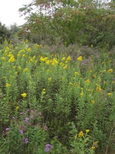 Goldenrod Plant