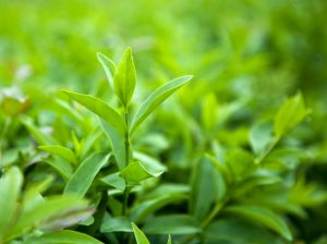Green Tea Plant