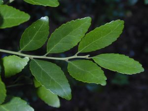 Yaupon Leaves