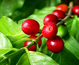 Coffee Cherry