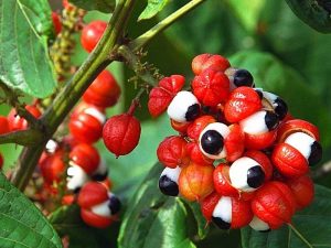 Guarana Fruits