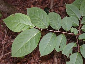 Persimmon Leaves