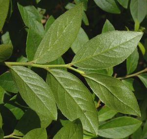 Blueberry Leaf